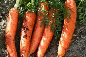 Characteristics and yield of carrot varieties Canada