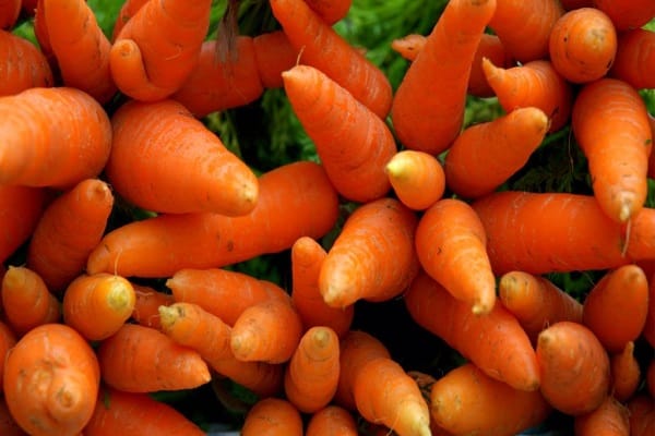Pflanzen Karotten