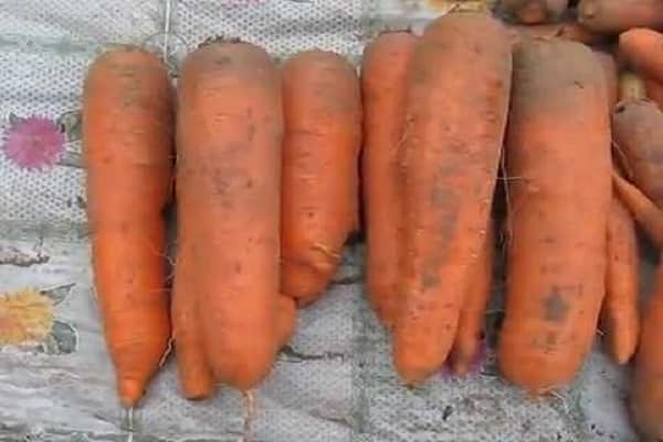 voksende gulerødder