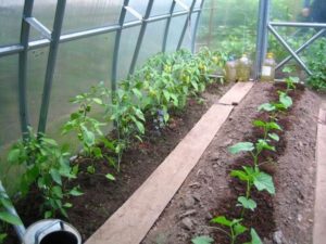 És possible plantar pebrots calents al costat dels cogombres