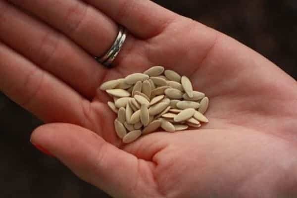 semințe în mâini