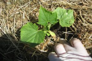 How and what to mulch cucumbers in a greenhouse and open field