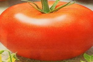 Mô tả về giống cà chua Nasha Masha, các tính năng và đặc điểm của nó