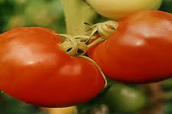 Kuvaus tomaattilajikkeesta Nasha Masha, sen ominaisuuksista ja ominaisuuksista
