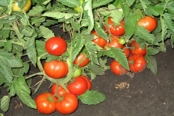 Tomaten im Boden