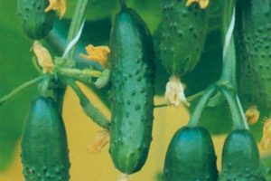 Characteristics and description of the variety of cucumbers Real Colonel