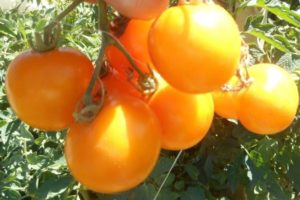 „Nizhegorodsky Kudyablik“ pomidorų veislės aprašymas, jo savybės