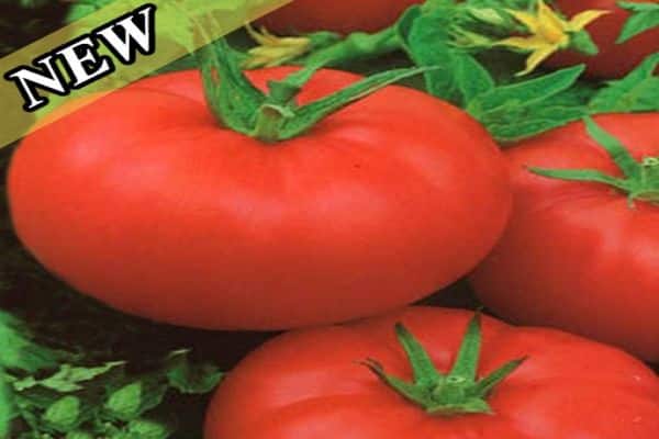 زراعة الطماطم