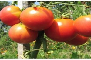 Beskrivelse af tomatsorten Nocturne, anbefalinger til dyrkning