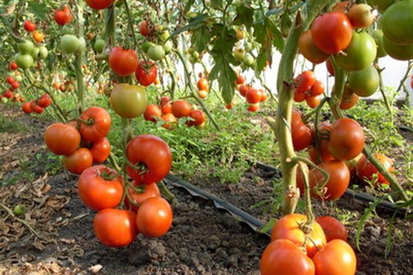 cultivo de tomates