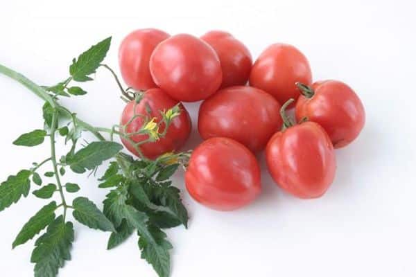 tomat sort nocturne