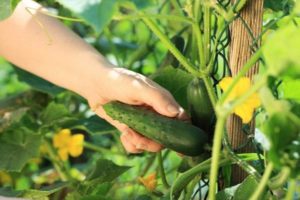 Description of the April cucumber variety, characteristics and cultivation