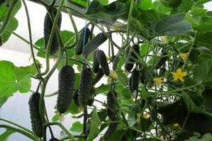 Description of the Dutch cucumber variety Director and its cultivation