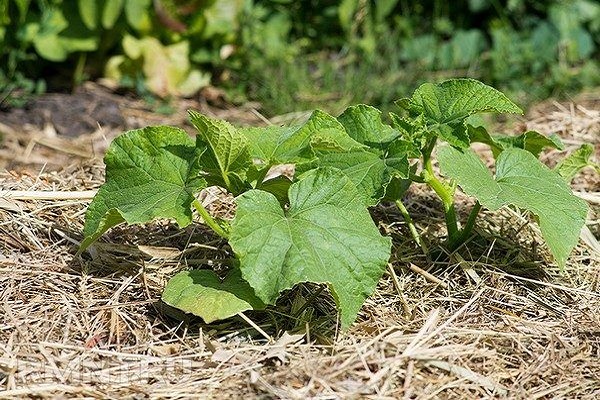 cucumbers for growing