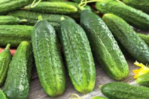 Description of varieties of cucumbers Esaul, Monastyrsky, Ukhazher, Pharaoh, No hassle and others