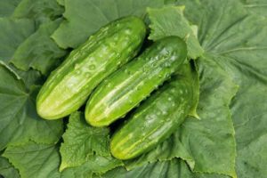 Beschrijving van de variëteit aan komkommers Hector, Buyan, Malyshok, Nadezhda en Grasshopper en hun kenmerken