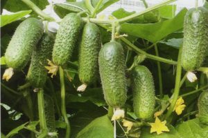Kibriya gurķu šķirnes apraksts, audzēšanas īpatnības