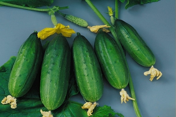 beschrijving van komkommers