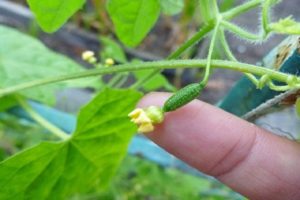 Murashka salatalık çeşitlerinin tanımı, özellikleri ve yetiştiriciliği