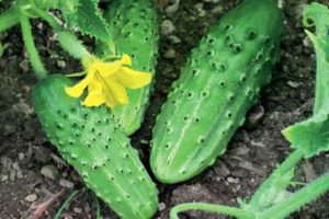Characteristics and description of the Pogrebok cucumber variety, its yield
