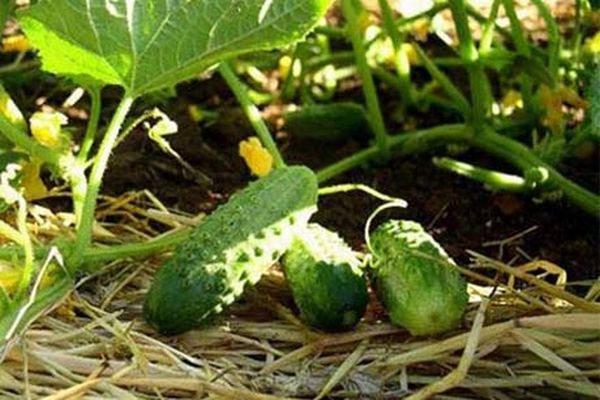 komkommer oogst
