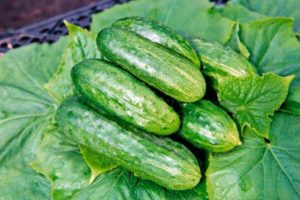 Characteristics and description of the temp cucumber variety, its yield