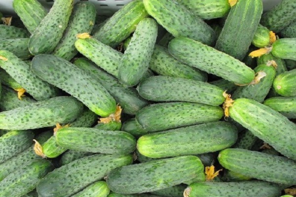 description of cucumbers