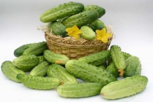 Welke soorten komkommers voor de volle grond kunnen het beste worden geplant in de regio Moskou
