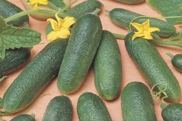 cucumbers alex