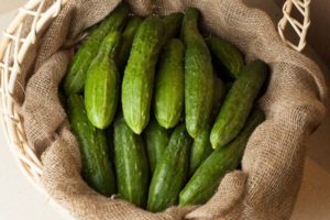 Description of cucumbers of the Relay variety, their cultivation and yield