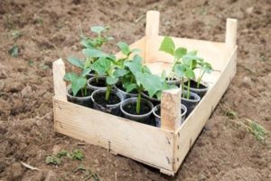 When to plant cucumbers in open ground in 2020 according to the lunar calendar