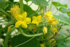 Why cucumbers bloom, but do not tie: what to do, how to spray and process