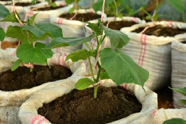 cultivar pepinos
