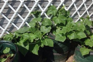 Hoe stap voor stap komkommers in zakken te planten en te kweken