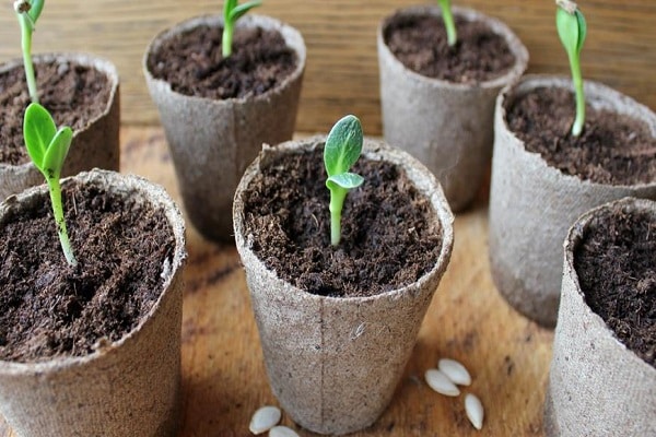 sprout pots