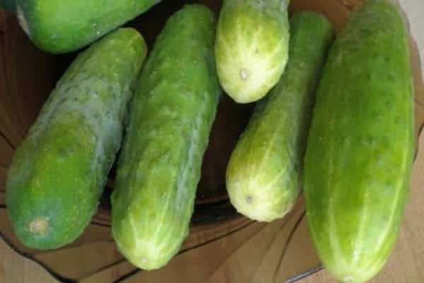 cucumbers in a plate