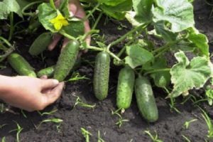 The best varieties, rules for planting and growing cucumbers in the open field in Siberia