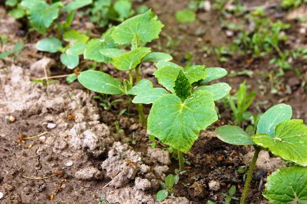 seedlings of cucumbers in the ground
