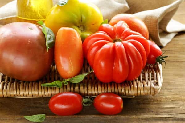 udseende af tomatkvindelig andel