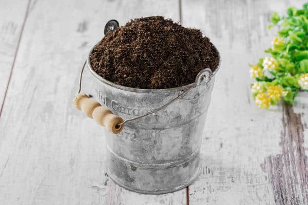 seedling soil in a bucket