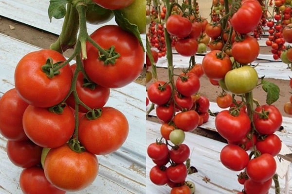 Bella domates çalıları