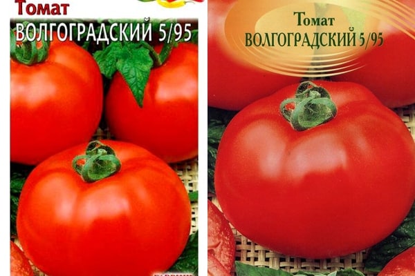 Wolgograd Tomate 5/95