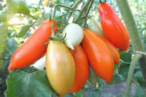  Beschreibung der Tomatensorte Palmira, ihrer Eigenschaften und Produktivität