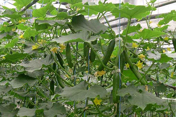 pollination of cucumbers