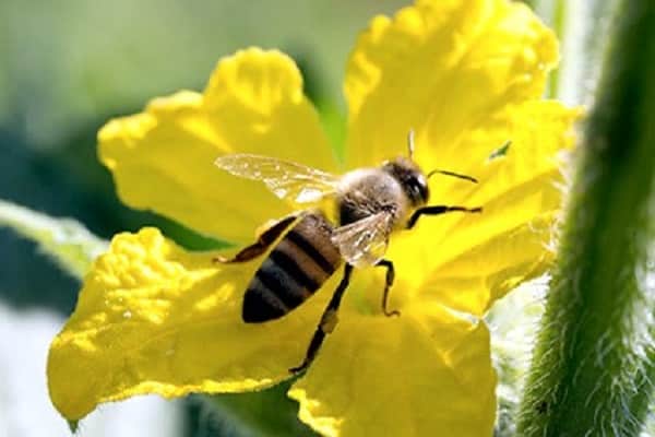 pollen-bærende