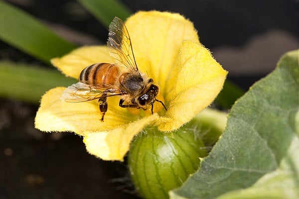 priťahovať včely
