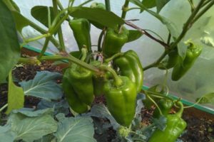 Popis odrůdy papriky Kakadu a její vlastnosti