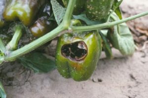 Why do peppers rot and blacken on a bush in a greenhouse and what to do