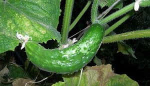 Waarom komkommers kunnen haken in de kas en in het open veld, wat ze missen