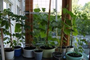 Hogyan és hogyan lehet az uborkát otthon etetni erkélyen vagy ablakpárkányon